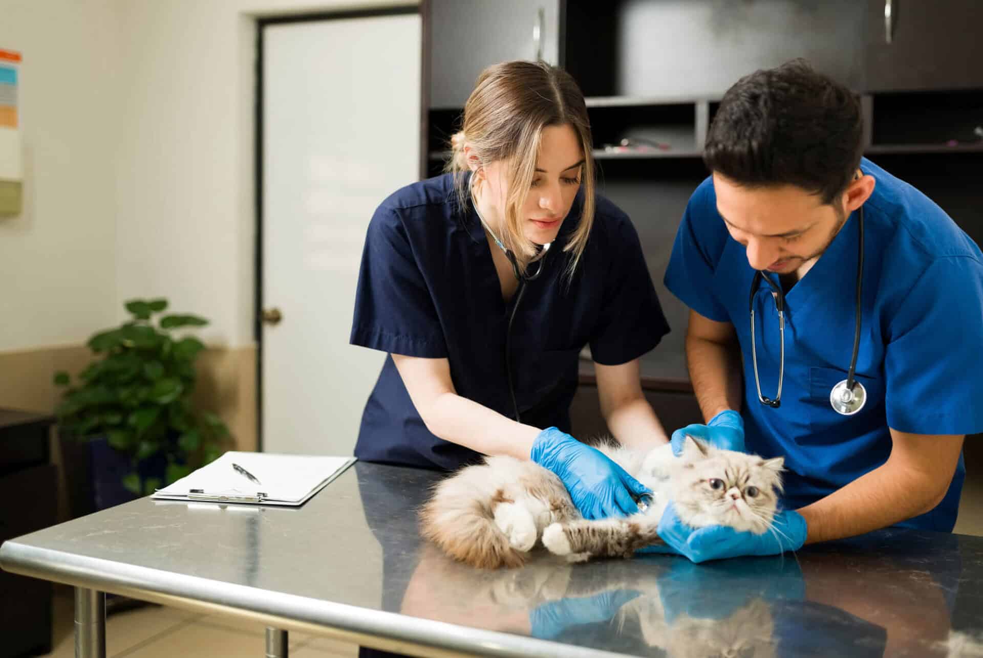 Kelowna Vet Hospital15