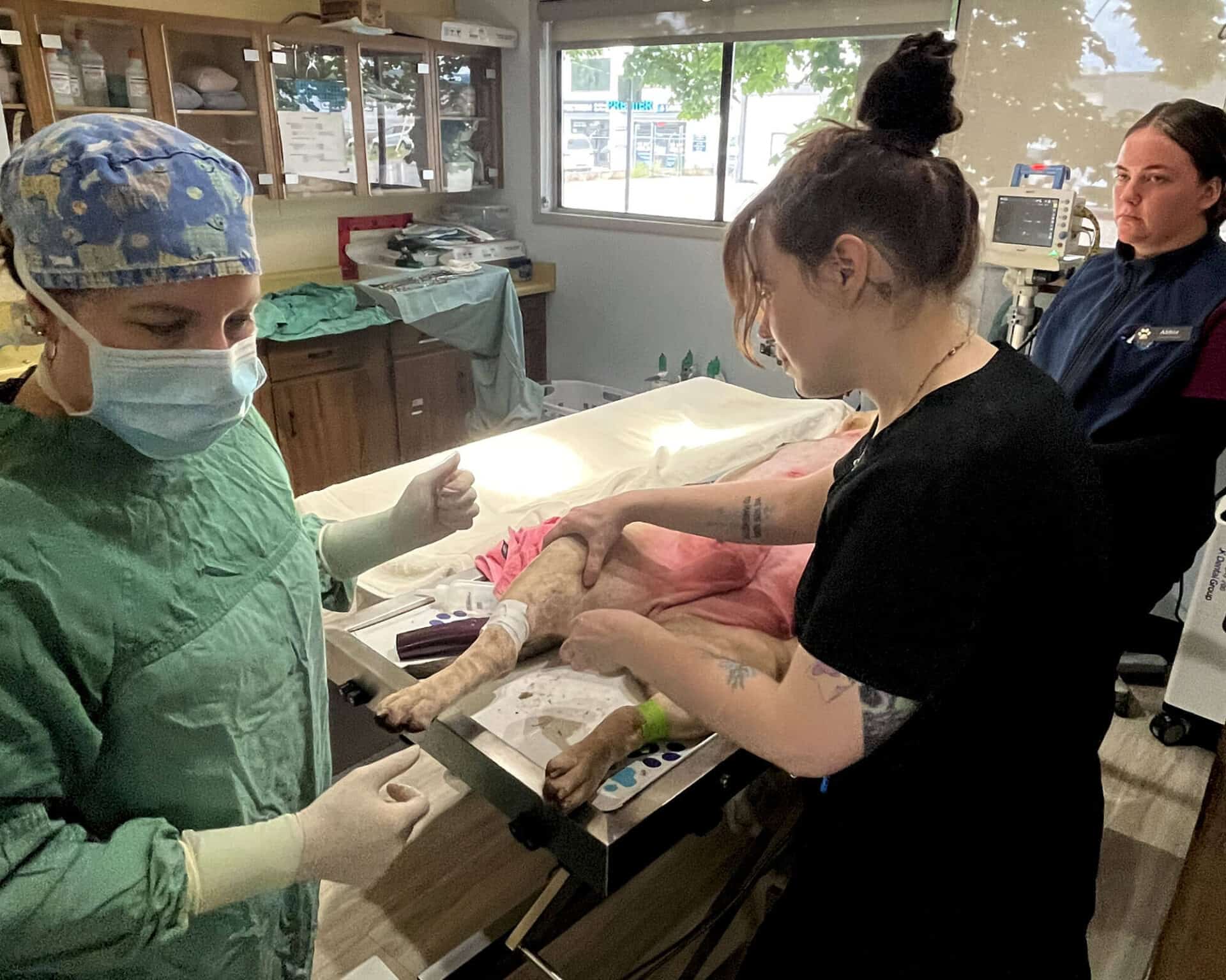 Kelowna Vet Hospital37