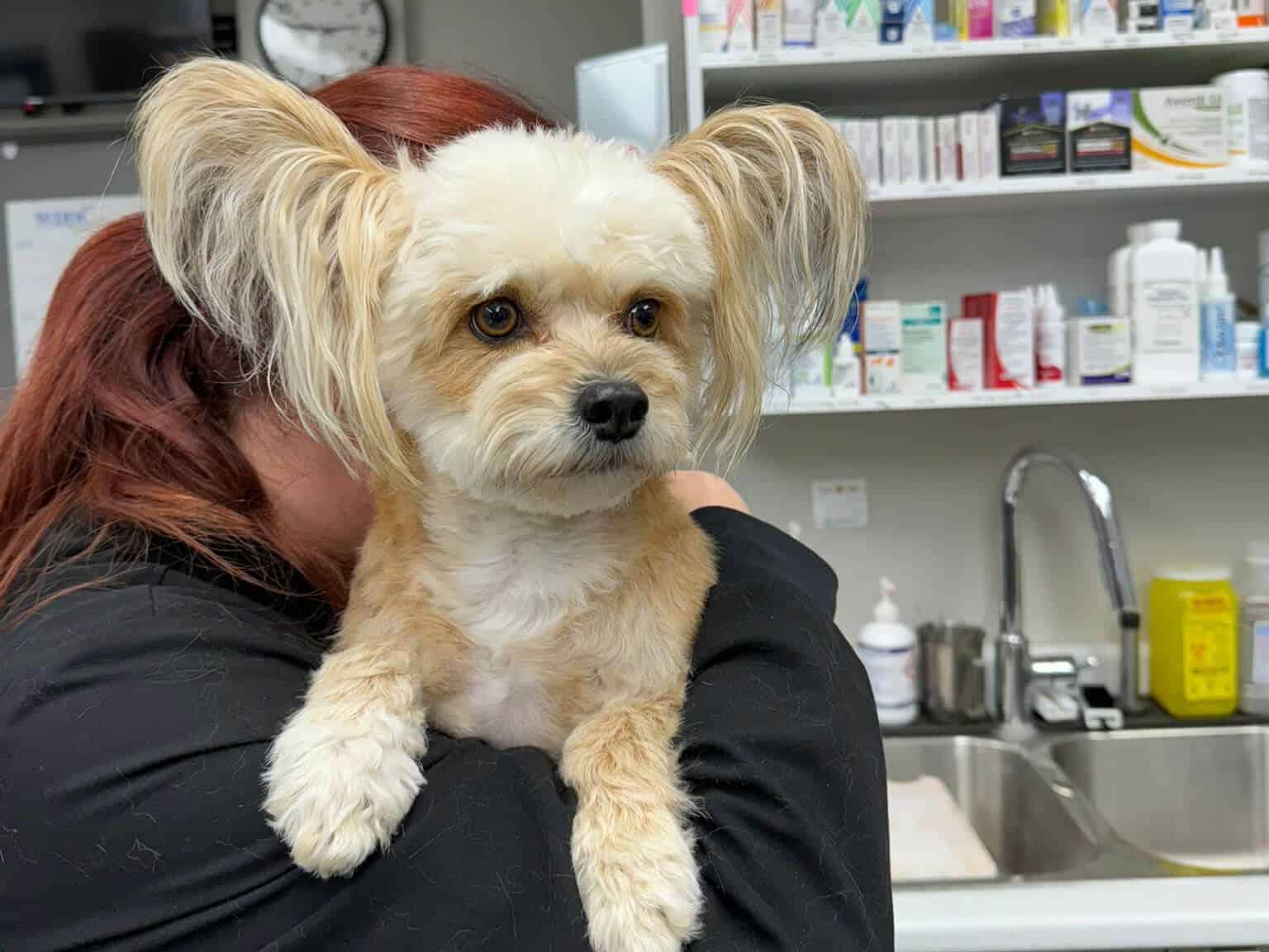 Kelowna Vet Hospital59
