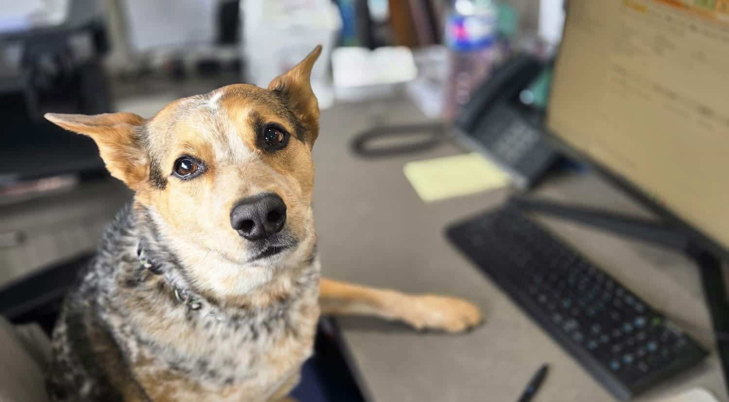 Kelowna Vet Hospital72